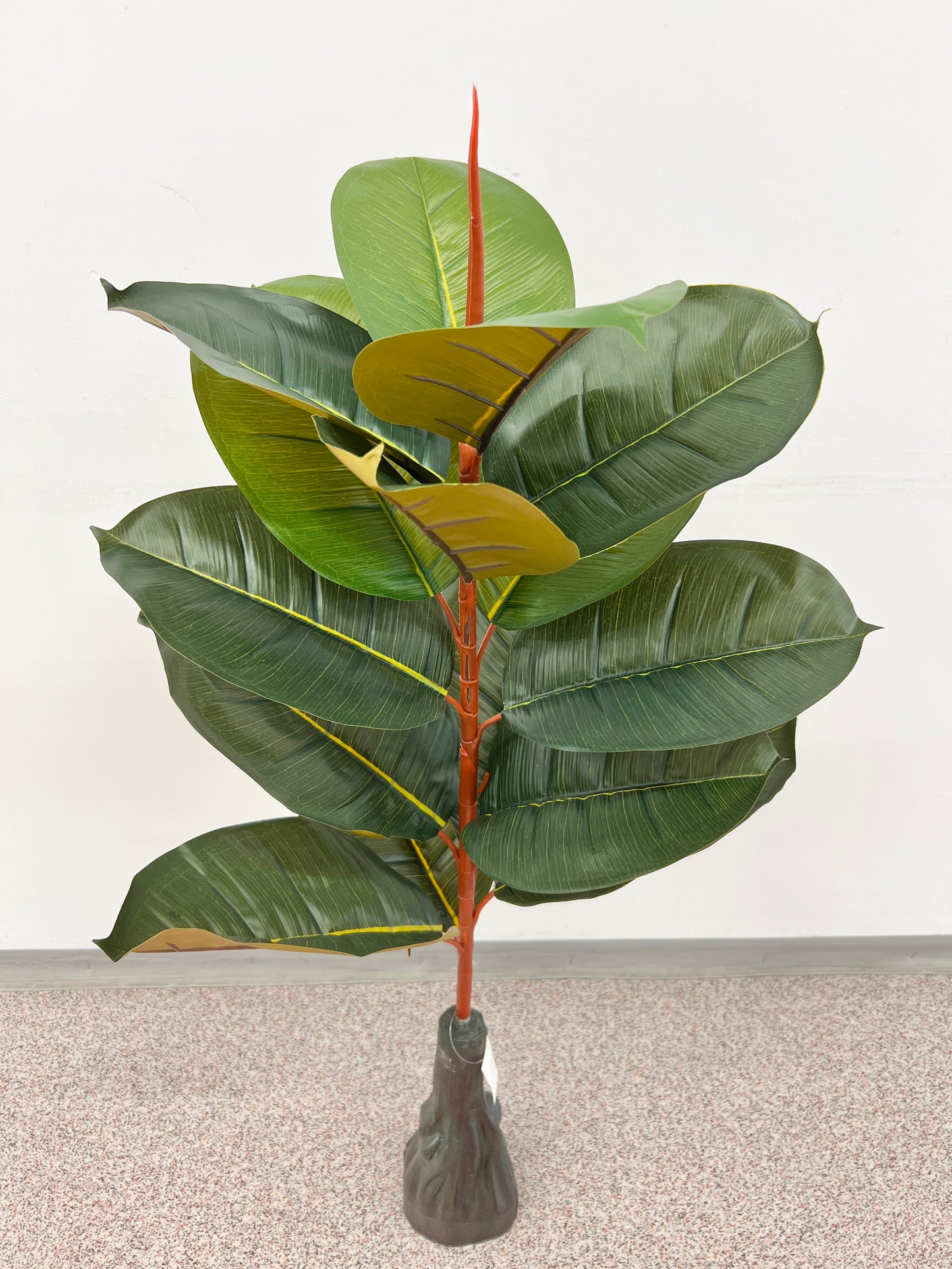 Ficus 100cm
