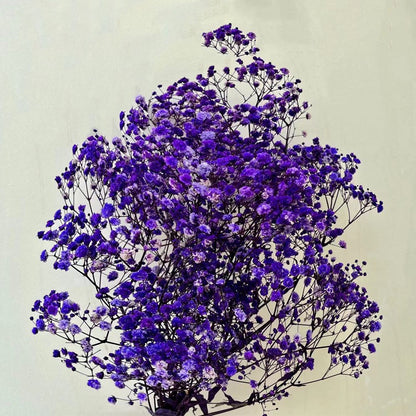 Gipsofila Uscat 10 Buchete