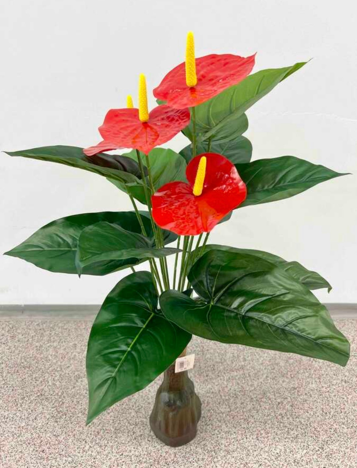 Anthurium 85cm